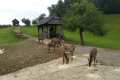 Srečanje z lovcem in ogled divjadi - ND 1. r